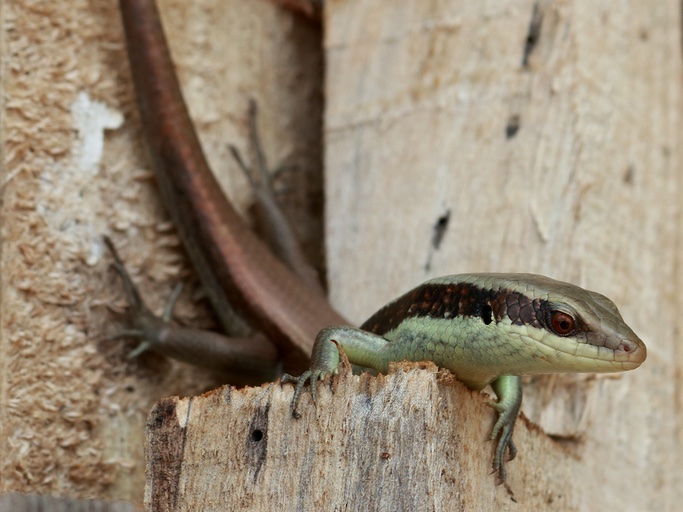 Ablepharus kitaibelii